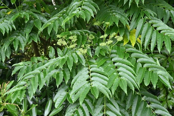 Japán Tüskés Hamu Zanthoxylum Ailanthoides Rutaceae Dioecious Lombhullató Éles Tövisek — Stock Fotó