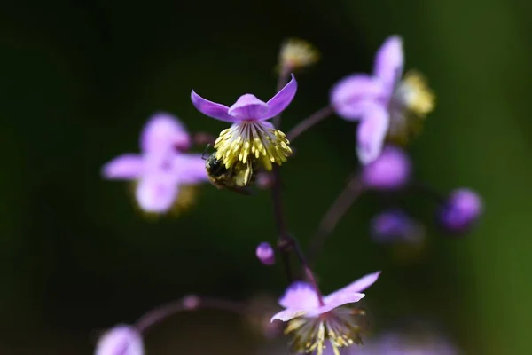 Thalictrum Rochebruneanum Květiny Rostliny Čeledi Ranunculaceae Roste Vlhkých Loukách Jasně — Stock fotografie