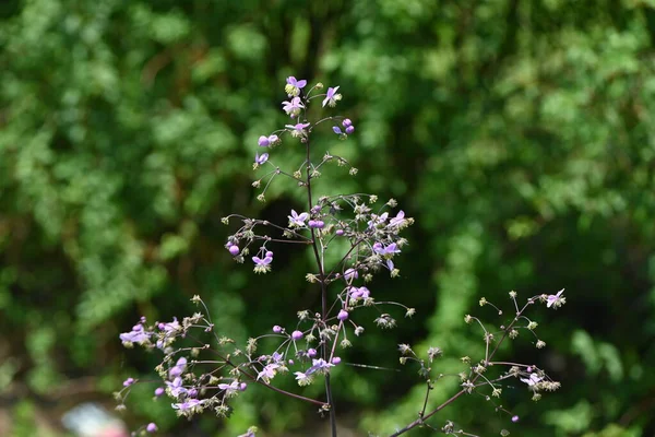 Λουλούδια Thalictrum Rochebruneanum Πολυετή Φυτά Ranunculaceae Αναπτύσσεται Υγρά Λιβάδια Ανοιχτόχρωμους — Φωτογραφία Αρχείου