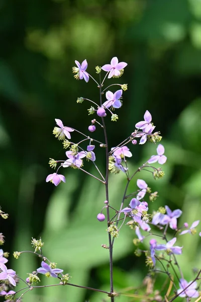 Thalictrum Rochebruneanum Virágok Ranunculaceae Évelő Növények Nyáron Nedves Rétek Élénk — Stock Fotó