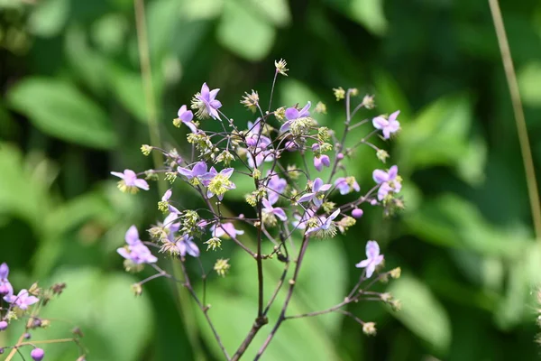 Thalictrum Rochebruneanum Virágok Ranunculaceae Évelő Növények Nyáron Nedves Rétek Élénk — Stock Fotó