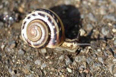 Bir salyangoz. 'Euhadra peliomphala' Japonya 'ya özgü. Salyangozlar pulmoner yumuşakçalardır. Antenlerinin ucunda kapağı ve gözleri yoktur..