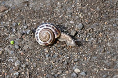 Bir salyangoz. 'Euhadra peliomphala' Japonya 'ya özgü. Salyangozlar pulmoner yumuşakçalardır. Antenlerinin ucunda kapağı ve gözleri yoktur..