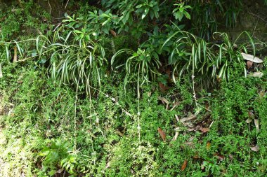 Örümcek bitkisi (Chlorophytum comosum) çiçekler. Kuşkonmaz her daim yeşil olan bitkiler. Uzun ince gövdeler ve ilkbahardan sonbahara beyaz çiçekler açar..