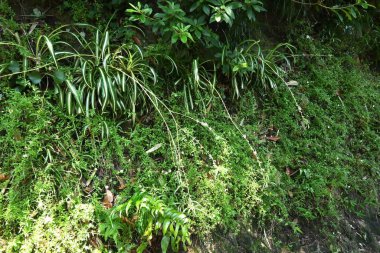Örümcek bitkisi (Chlorophytum comosum) çiçekler. Kuşkonmaz her daim yeşil olan bitkiler. Uzun ince gövdeler ve ilkbahardan sonbahara beyaz çiçekler açar..