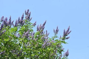 Ağaç (Vitex agnus-castus) çiçekleri. Lamiaceae yaprak döken çalı. Soluk mor dudak şeklindeki çiçekler yazdan sonbahara kadar sivri uçlarda açar..