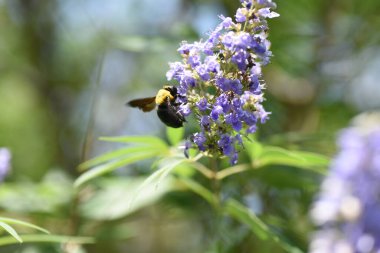 Ağaç (Vitex agnus-castus) çiçekleri. Lamiaceae yaprak döken çalı. Soluk mor dudak şeklindeki çiçekler yazdan sonbahara kadar sivri uçlarda açar..