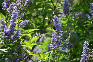 Ağaç (Vitex agnus-castus) çiçekleri. Lamiaceae yaprak döken çalı. Soluk mor dudak şeklindeki çiçekler yazdan sonbahara kadar sivri uçlarda açar..
