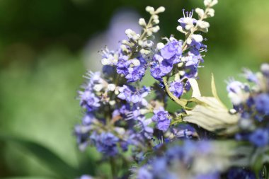 Ağaç (Vitex agnus-castus) çiçekleri. Lamiaceae yaprak döken çalı. Soluk mor dudak şeklindeki çiçekler yazdan sonbahara kadar sivri uçlarda açar..