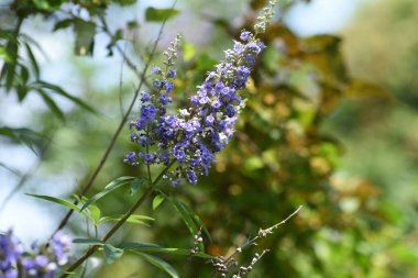 Ağaç (Vitex agnus-castus) çiçekleri. Lamiaceae yaprak döken çalı. Soluk mor dudak şeklindeki çiçekler yazdan sonbahara kadar sivri uçlarda açar..