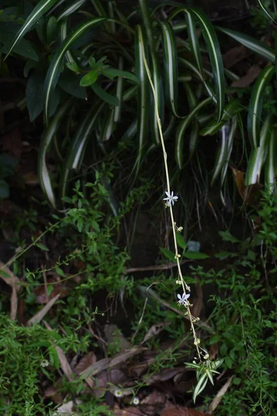 Spinnenpflanze Chlorophytum Comosum Blüht Asparagaceae Immergrüne Stauden Lange Schlanke Stängel — Stockfoto