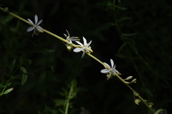 クモの花 クロロフィトーム コーム アブラナ科常緑多年草です 春から秋に 細長い茎や白い花を咲かせます — ストック写真