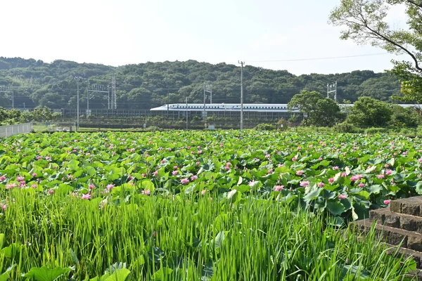 Flores Lótus Plena Floração Jardim Lótus Japonês Material Fundo Sazonal — Fotografia de Stock