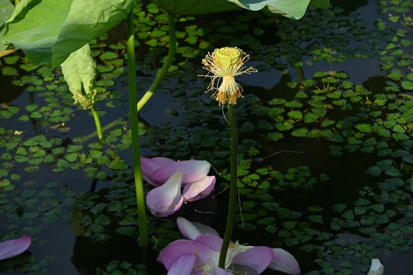 Fleurs Lotus Pleine Floraison Dans Jardin Japonais Lotus Matériel Référence — Photo