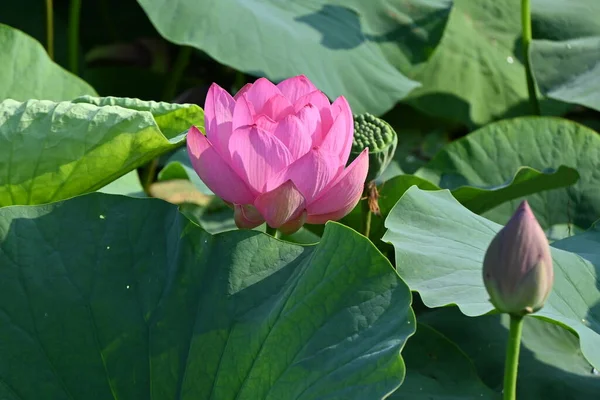 Flores Loto Plena Floración Jardín Loto Japonés Material Fondo Estacional —  Fotos de Stock