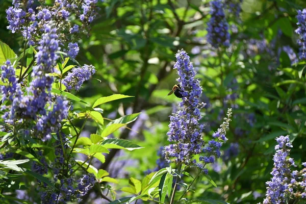 Ağaç (Vitex agnus-castus) çiçekleri. Lamiaceae yaprak döken çalı. Soluk mor dudak şeklindeki çiçekler yazdan sonbahara kadar sivri uçlarda açar..
