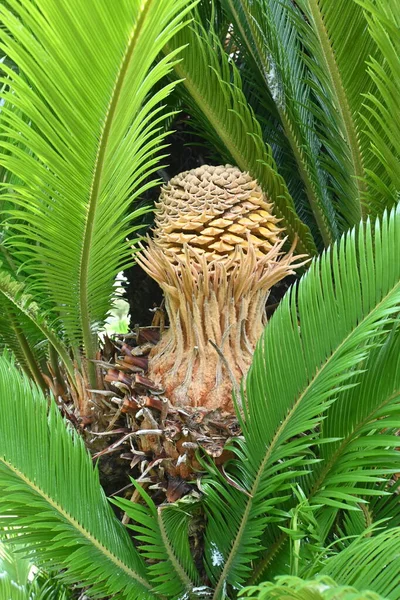 Japanse Sago Palm Cycas Revoluta Bladeren Bloem Mannelijke Vrouwelijke Bloemen — Stockfoto