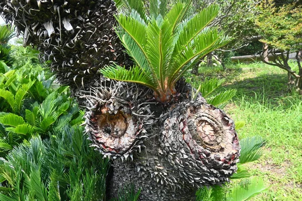 Japanse Sago Palm Cycas Revoluta Bladeren Bloem Mannelijke Vrouwelijke Bloemen — Stockfoto