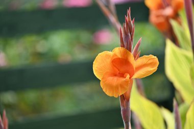 Yaprak damarlar ve çiçekler. Cannaceae bitkisi tropikal Amerika 'ya özgüdür. Parlak çiçekler Temmuz 'dan Ekim' e kadar açar ve paralel damarların yaprak damarları da güzeldir..
