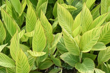 Yaprak damarlar ve çiçekler. Cannaceae bitkisi tropikal Amerika 'ya özgüdür. Parlak çiçekler Temmuz 'dan Ekim' e kadar açar ve paralel damarların yaprak damarları da güzeldir..