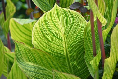 Yaprak damarlar ve çiçekler. Cannaceae bitkisi tropikal Amerika 'ya özgüdür. Parlak çiçekler Temmuz 'dan Ekim' e kadar açar ve paralel damarların yaprak damarları da güzeldir..