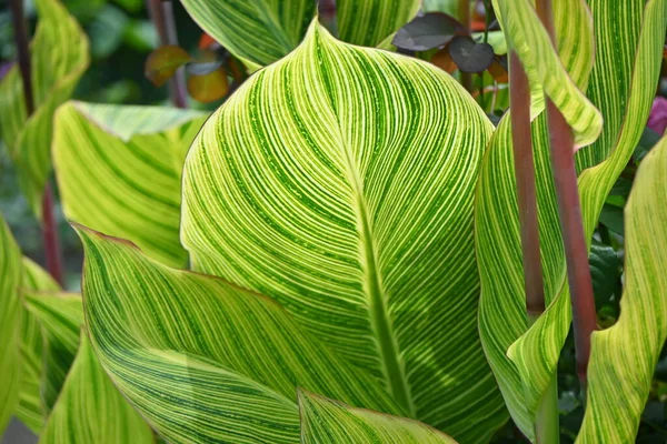Canna leaf veins and flowers. Cannaceae perennial bulbous plant native to tropical America. Bright flowers bloom from July to October, and the leaf veins of parallel veins are also beautiful.