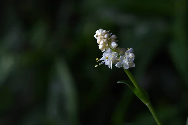 폴리아 다년생 식물이다 흰색꽃은 여름에 구형의 열매는 가을에 익으면 파랗고 — 스톡 사진