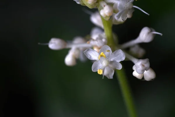 Flores Pollia Japonica Commelinaceae Perennial Plants Flores Blancas Florecen Verano —  Fotos de Stock