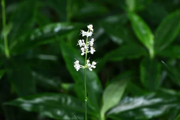 Flores Pollia Japonica Commelinaceae Perennial Plants Flores Blancas Florecen Verano — Foto de Stock