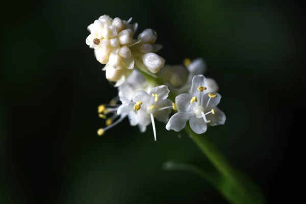 Pollia Japonica Λουλούδια Πολυετή Φυτά Commelinaceae Λευκά Άνθη Ανθίζουν Καλοκαίρι — Φωτογραφία Αρχείου