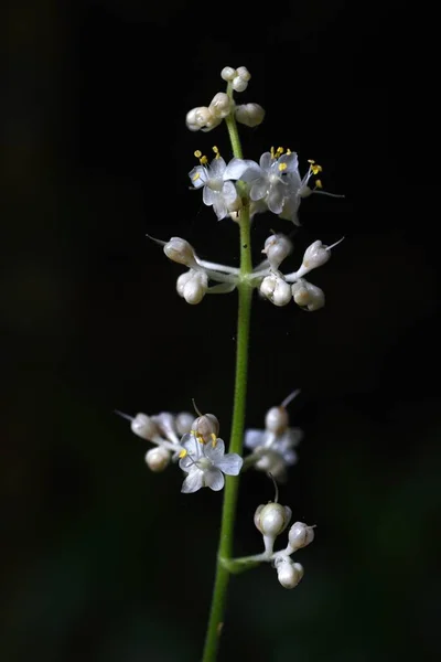 Pollia Japonica Flores Commelinaceae Plantas Perenes Flores Brancas Florescem Verão — Fotografia de Stock