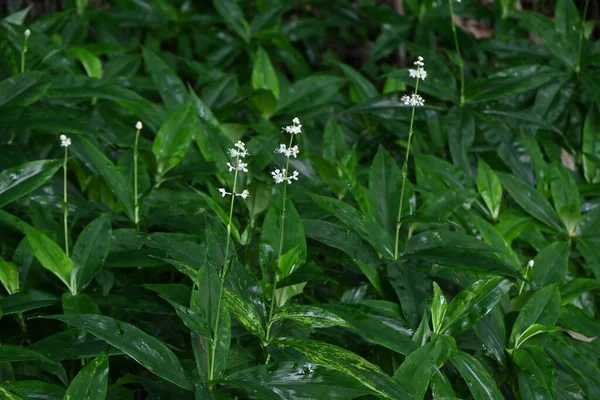 Pollia Japonica Virágok Commelinaceae Évelő Növények Nyáron Fehér Virágok Nyílnak — Stock Fotó
