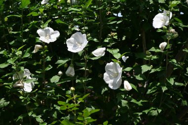 Hibiscus Syriacus (Sharon Gülü) çiçekleri. Malvaceae yaprak döken çalı. Temmuz 'dan Ekim' e kadar beyaz ve pembe çiçekler gibi güzel çiçekler açar. Güney Kore 'nin ulusal çiçeği..