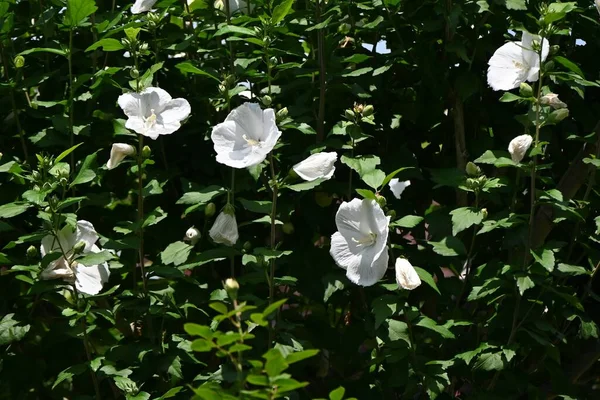 Hibiscus Syriacus Rosa Sharon Fiorisce Arbusto Deciduo Delle Malvacee Bellissimi — Foto Stock