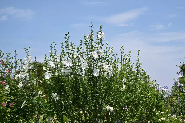Hibiscus Syriacus Sharons Ros Blommar Malvaceae Lövbuske Vackra Blommor Som — Stockfoto