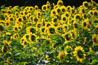 Çiçek açan ayçiçeği. Asteraceae 'nin Kuzey Amerika' ya özgü yıllık bitkileri. Büyük sarı çiçekler yazdan sonbahara kadar açar. Tohumlar yenilebilir..