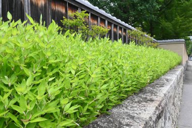 Shibataea kumasaca (Ruscus-left bamboo). Japonya 'da' Okamezasa 'olarak adlandırılan ve çitler ve bahçe örtüsü olarak kullanılan Poaceae Evergreen Bamboo..