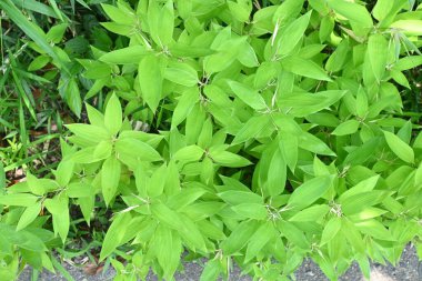 Shibataea kumasaca (Ruscus-left bamboo). Japonya 'da' Okamezasa 'olarak adlandırılan ve çitler ve bahçe örtüsü olarak kullanılan Poaceae Evergreen Bamboo..