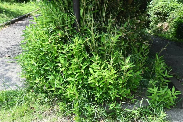 Шибатея Асака Ruscus Leaved Poaceae Evergreen Bamboo Native Japan Called — стоковое фото