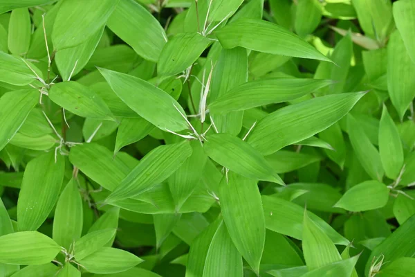 Shibataea Kumasaca Bambu Folhas Russas Poaceae Evergreen Bambu Nativo Japão — Fotografia de Stock