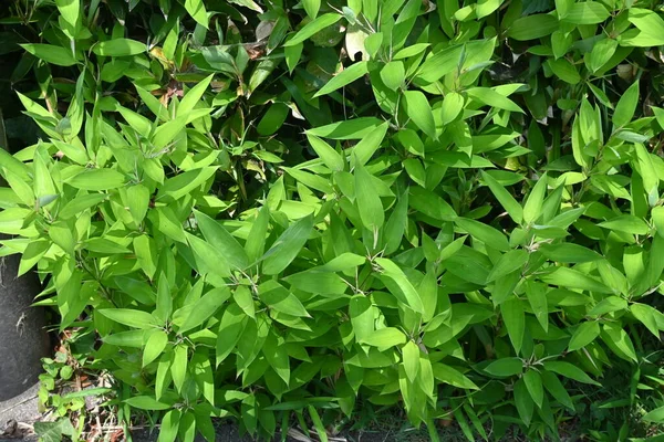 Shibataea Kumasaca Bambu Folhas Russas Poaceae Evergreen Bambu Nativo Japão — Fotografia de Stock