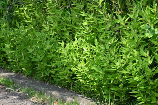 Шибатея Кумасака Бамбук Poaceae Evergreen Bamboo Родом Японії Називається Окамезаса — стокове фото
