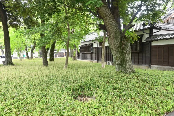Shibataea Kumasaca Bambou Feuilles Ruscus Poaceae Bambou Sempervirent Originaire Japon — Photo