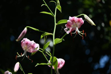 Parlak zambak (Lilium Specosum) çiçekleri. Liliaceae daimi soğanlı bitkiler. Temmuz 'dan Ağustos' a kadar çiçek açar. Ampul yenilebilir ve tıbbi özellikleri var..