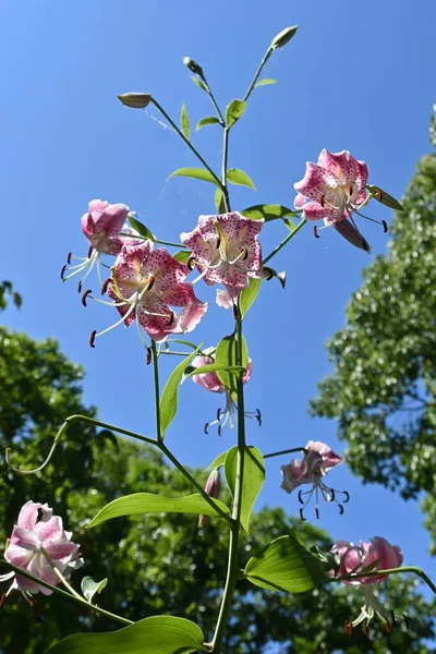 Ragyogó Liliom Lilium Speciosum Virágok Liliaceae Évelő Hagymás Növények Júliustól — Stock Fotó