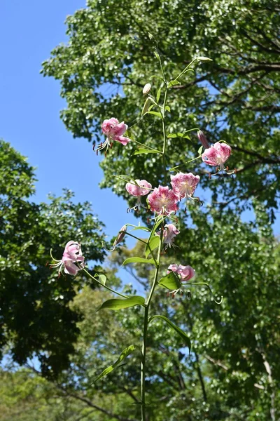 Ragyogó Liliom Lilium Speciosum Virágok Liliaceae Évelő Hagymás Növények Júliustól — Stock Fotó