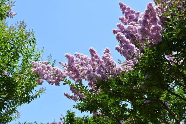 Myrtre çiçeklerini kazıyın. Lythraceae yapraklı ağacı. Temmuz 'dan Ekim' e kadar kırmızı, beyaz ve pembe çiçekler açar..