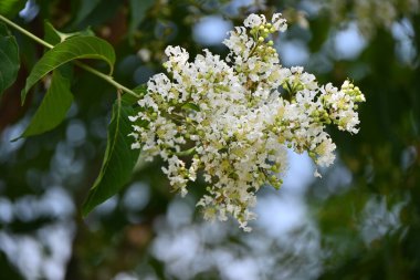 Myrtre çiçeklerini kazıyın. Lythraceae yapraklı ağacı. Temmuz 'dan Ekim' e kadar kırmızı, beyaz ve pembe çiçekler açar..