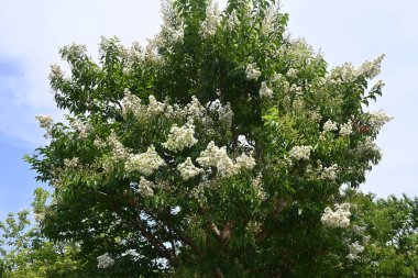 Myrtre çiçeklerini kazıyın. Lythraceae yapraklı ağacı. Temmuz 'dan Ekim' e kadar kırmızı, beyaz ve pembe çiçekler açar..