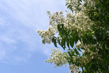 Myrtre çiçeklerini kazıyın. Lythraceae yapraklı ağacı. Temmuz 'dan Ekim' e kadar kırmızı, beyaz ve pembe çiçekler açar..